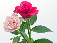 ハナコレの特徴・業界初!塗り替え中はバラの香りが楽しめる塗料